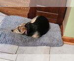 Small #3 Beagle-Chihuahua Mix