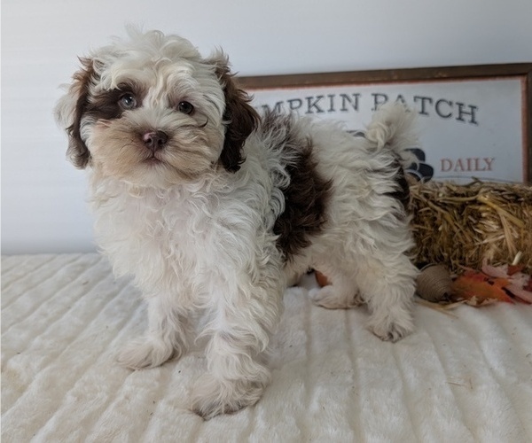 Medium Photo #96 ShihPoo Puppy For Sale in GOSHEN, IN, USA