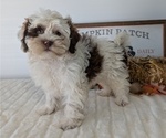 Small Photo #96 ShihPoo Puppy For Sale in GOSHEN, IN, USA