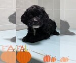 Small Cockapoo