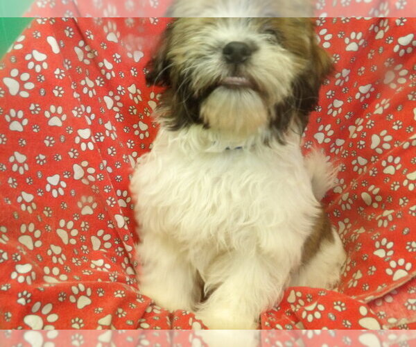 Medium Photo #3 Zuchon Puppy For Sale in PATERSON, NJ, USA