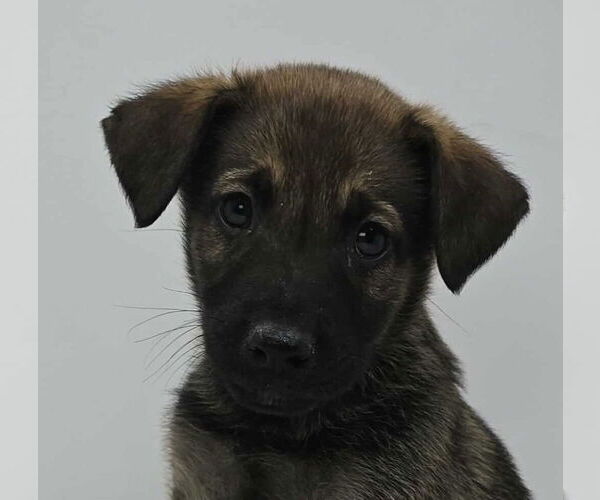 Medium Photo #2 Labrador Retriever-Unknown Mix Puppy For Sale in Brewster, NY, USA