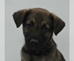 Small #1 Labrador Retriever Mix