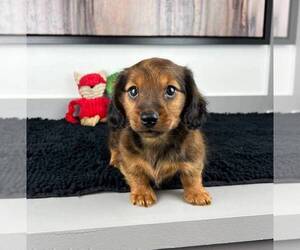 Dachshund Puppy for sale in FRANKLIN, IN, USA