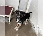 Small #1 Plott Hound