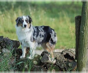 Mother of the Australian Shepherd puppies born on 09/19/2025
