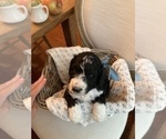 Small Photo #7 Sheepadoodle Puppy For Sale in BURLINGTON, KY, USA