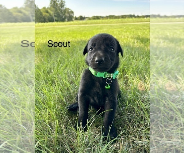 Medium Photo #18 Labrador Retriever Puppy For Sale in FREDERICKSBG, OH, USA