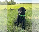 Small #17 Labrador Retriever
