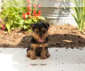 Yorkshire Terrier Puppy for sale in NAPPANEE, IN, USA