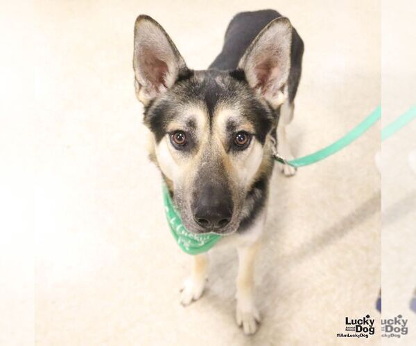 Medium Photo #8 German Shepherd Dog-Unknown Mix Puppy For Sale in Washington, DC, USA