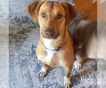 Small #10 Labrador Retriever Mix