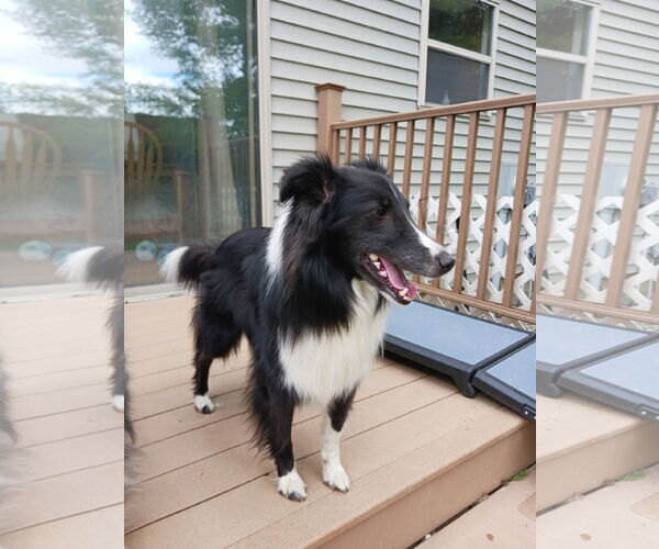 Medium Photo #3 Mutt Puppy For Sale in Columbus, OH, USA