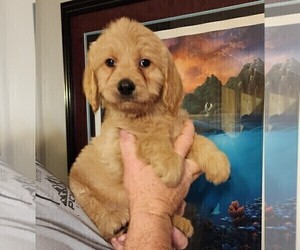 Medium Goldendoodle