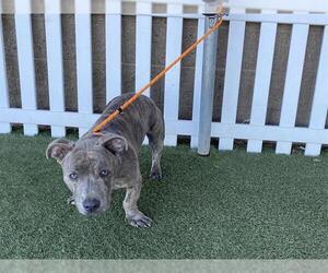 Mutt Dogs for adoption in Modesto, CA, USA