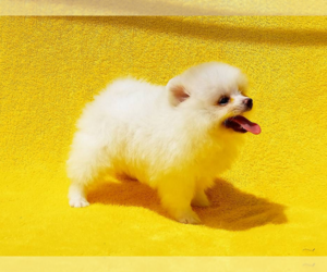 Pomeranian Dog for Adoption in AROMAS, California USA