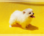 Small Pomeranian