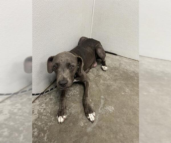 Medium Photo #1 Blue Lacy-Unknown Mix Puppy For Sale in Rosenberg, TX, USA