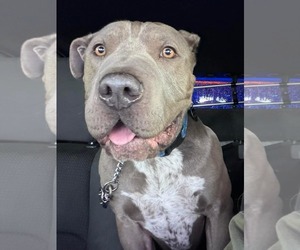American Pit Bull Terrier-Unknown Mix Dogs for adoption in La Verne, CA, USA