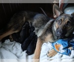 Small #2 German Shepherd Dog