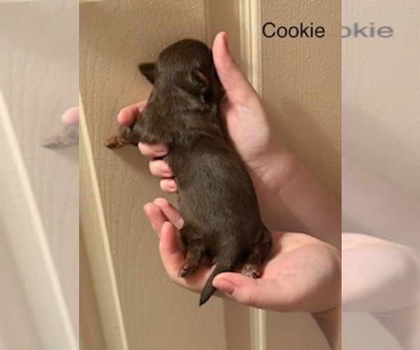 Medium Photo #4 Shorkie Tzu Puppy For Sale in SCOTTSDALE, AZ, USA