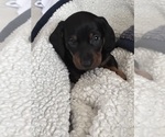 Small Photo #12 Dachshund Puppy For Sale in SOUTHINGTON, OH, USA