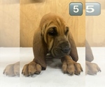 Small #7 Bloodhound