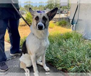 German Shepherd Dog-Unknown Mix Dogs for adoption in Petaluma, CA, USA