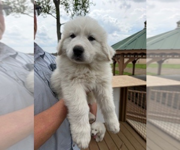 Medium Photo #8 Great Pyrenees Puppy For Sale in CORY, IN, USA