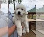 Puppy Brown Collar Great Pyrenees