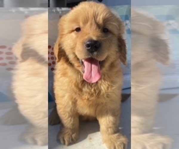 Medium Photo #1 Golden Retriever Puppy For Sale in SANTA ANA, CA, USA