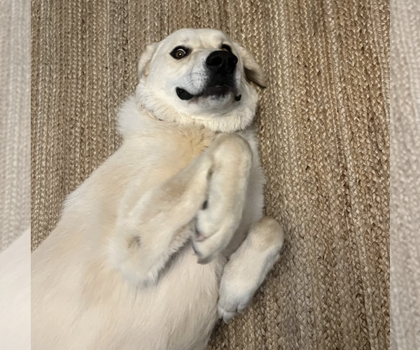 Medium Photo #4 Great Pyrenees-Unknown Mix Puppy For Sale in Brooklyn, NY, USA