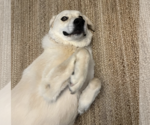 Small #3 Great Pyrenees Mix