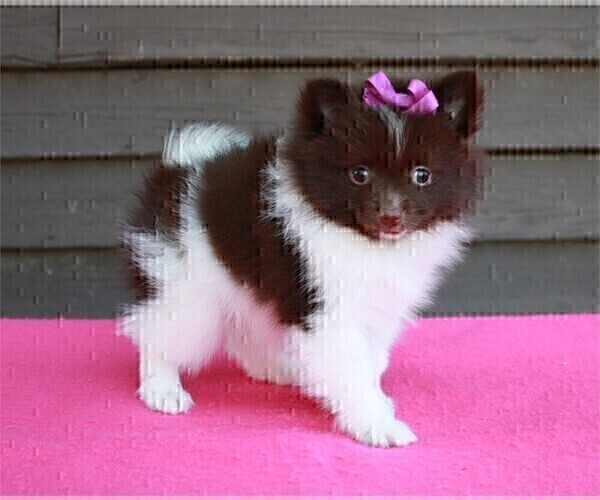 Medium Photo #2 Pomeranian Puppy For Sale in ORLANDO, FL, USA