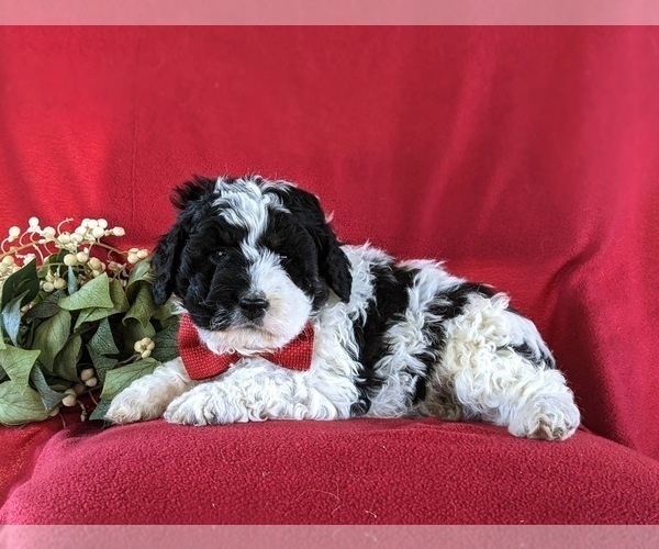 Medium Photo #6 Cock-A-Poo Puppy For Sale in EPHRATA, PA, USA