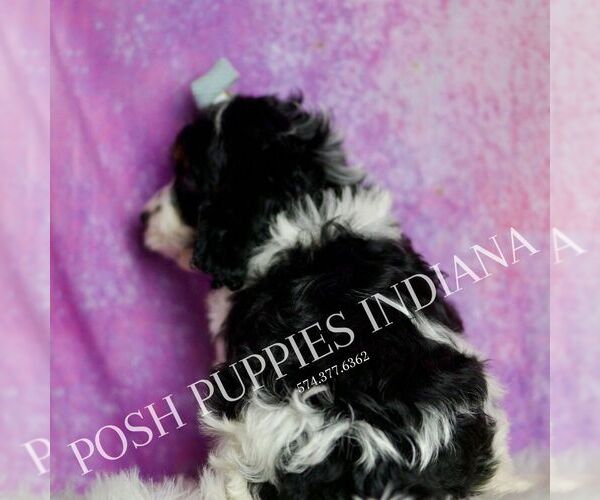 Medium Photo #7 Cavapoo (Miniature) Puppy For Sale in WARSAW, IN, USA