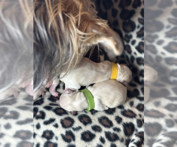 Medium Photo #3 Maltese-Morkie Mix Puppy For Sale in PEORIA, IL, USA
