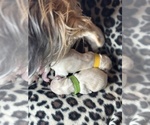 Small Photo #10 Maltese-Morkie Mix Puppy For Sale in PEORIA, IL, USA