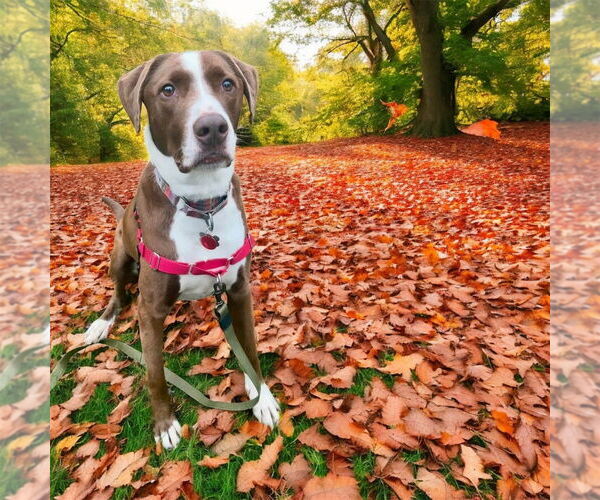 Medium Photo #2 Labrador Retriever-Spaniel Mix Puppy For Sale in Bellingham, WA, USA