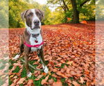 Small #1 Labrador Retriever-Spaniel Mix