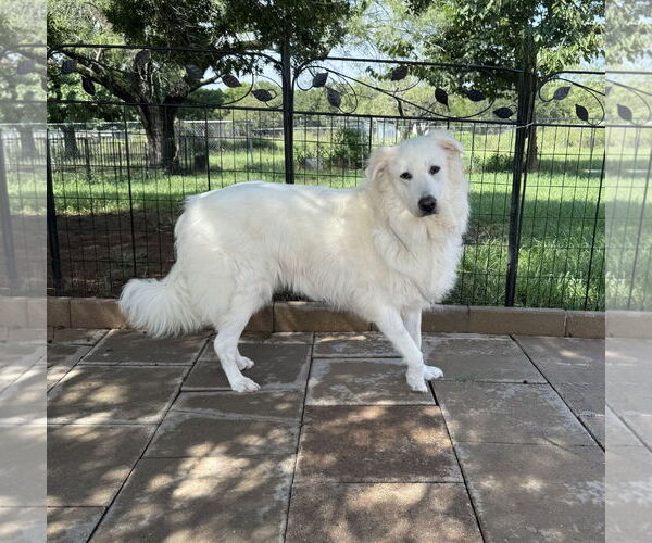 Medium Photo #3 Great Pyrenees Puppy For Sale in Spring, TX, USA