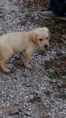 Labrador Retriever Puppy for sale in MONTGOMERY CITY, MO, USA