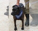 Small #1 Mutt