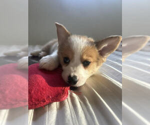 Mutt Dogs for adoption in Wheaton, IL, USA