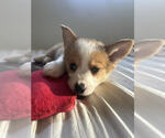 Small Mutt