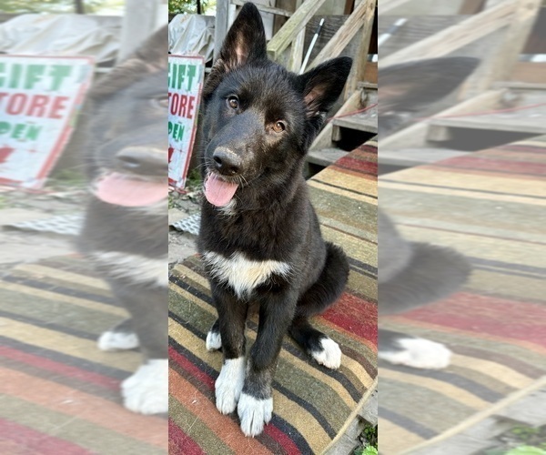 Medium Photo #5 Alaskan Husky-Alaskan Malamute Mix Puppy For Sale in CANASTOTA, NY, USA
