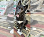 Small #4 Alaskan Husky-Alaskan Malamute Mix