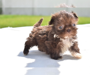 Shih Tzu Puppy for sale in PALM COAST, FL, USA