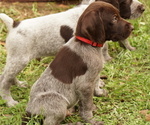 Puppy Red German Shorthaired Pointer-German Wirehaired Pointer Mix