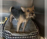 Small Chihuahua Mix